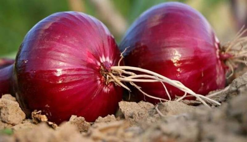 مصرف پیاز خام در بهبود هضم و جذب غذا موثر است